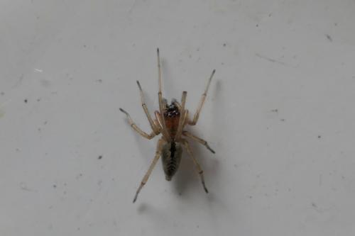 Cheiracanthium sp.
